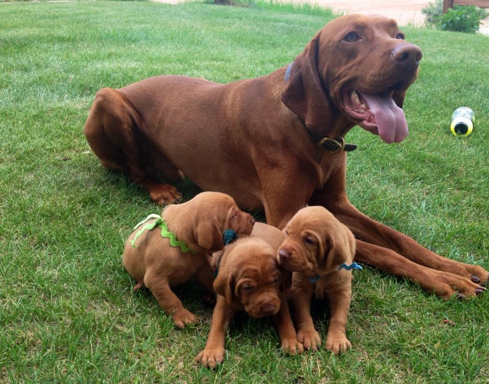 Red Sky Kennel Vizsla Picture