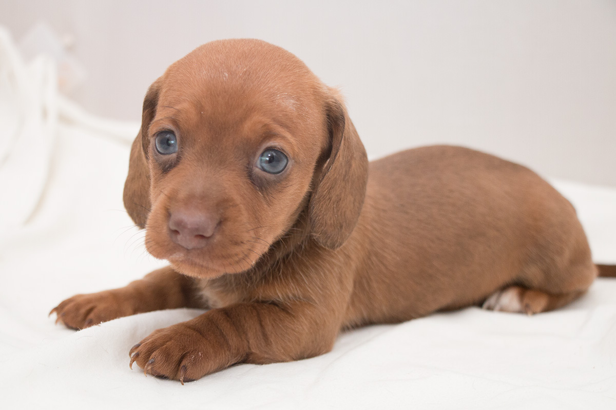 Dachshund (Toy, Miniature, Standard) Picture