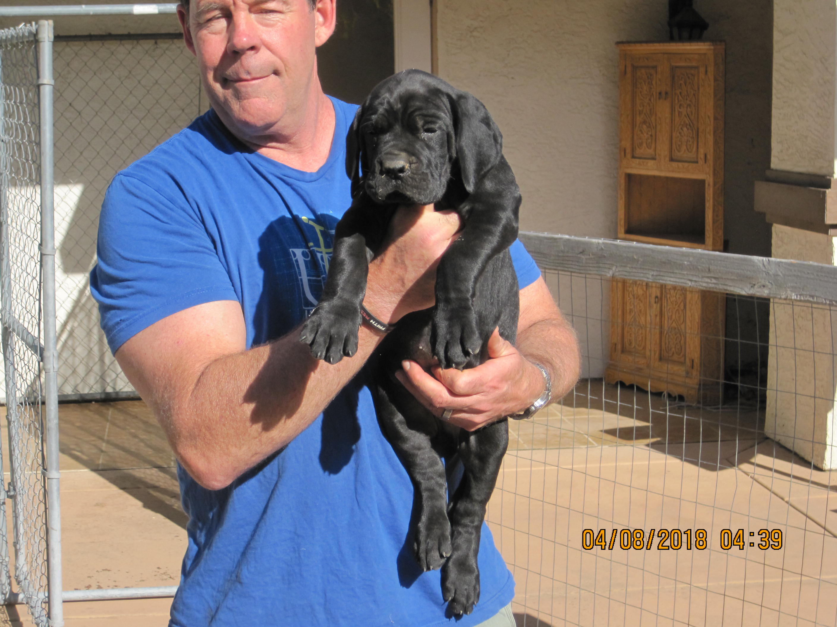 Mystery Mountain Great Dane Picture