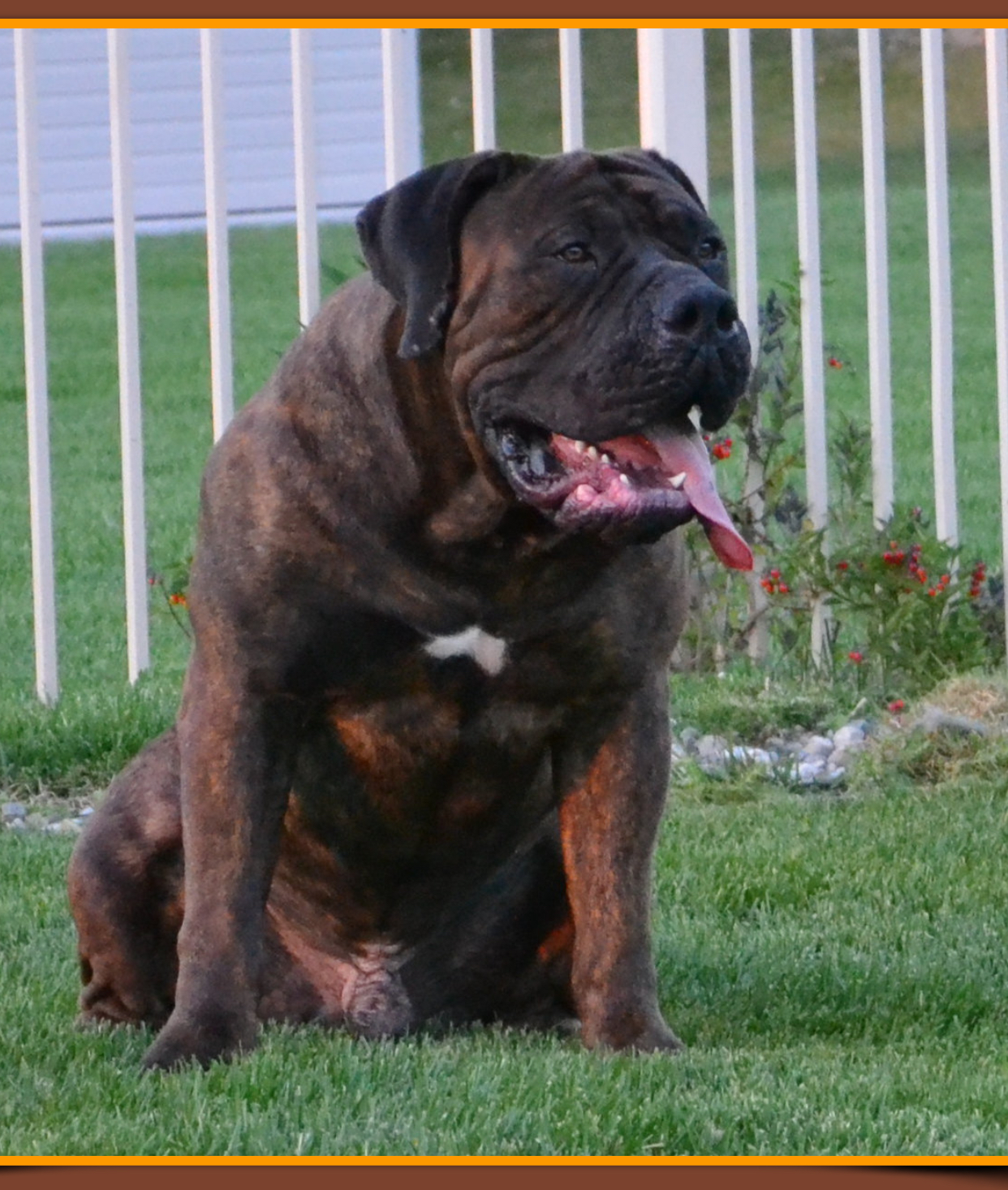 Qubitron Boerboel’s Boerboel Picture