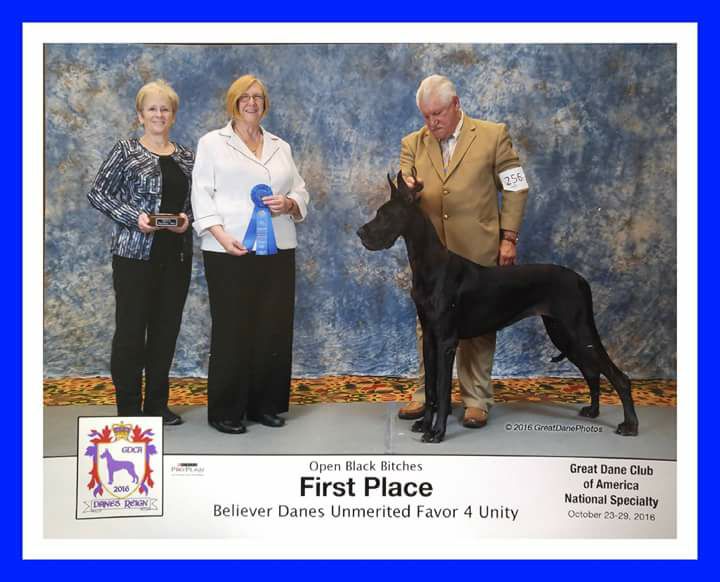 Unity Great Danes Great Dane Picture