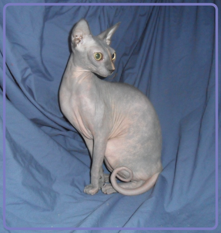 Triple F Sphynx and Bambino Cattery Sphynx Picture