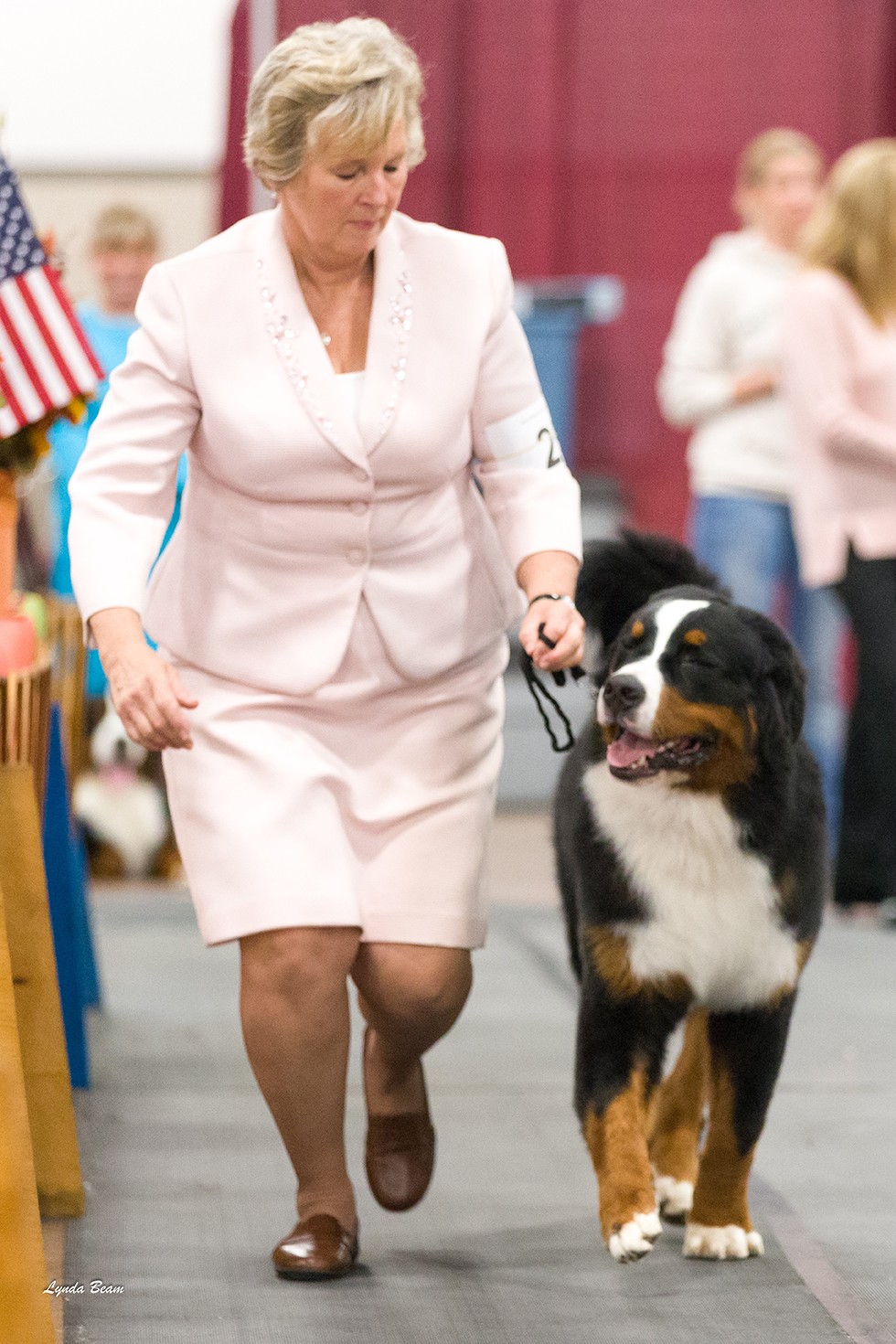 Bernese Mountain Dog Picture