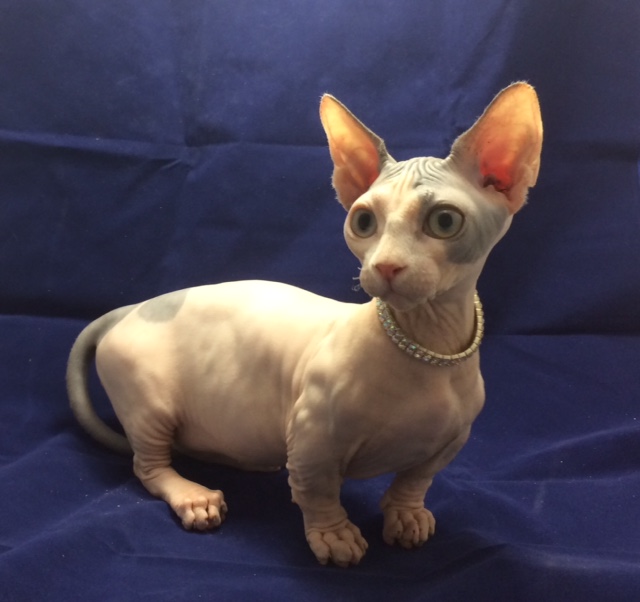 Sphynx Picture