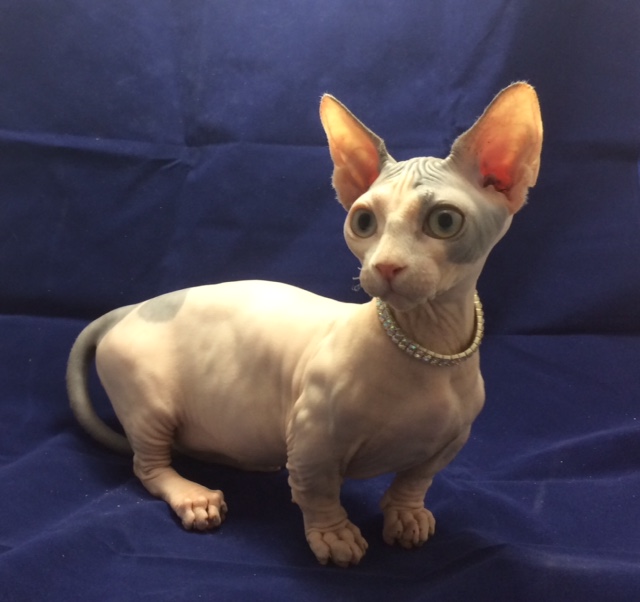 Triple F Sphynx and Bambino Cattery Sphynx Picture