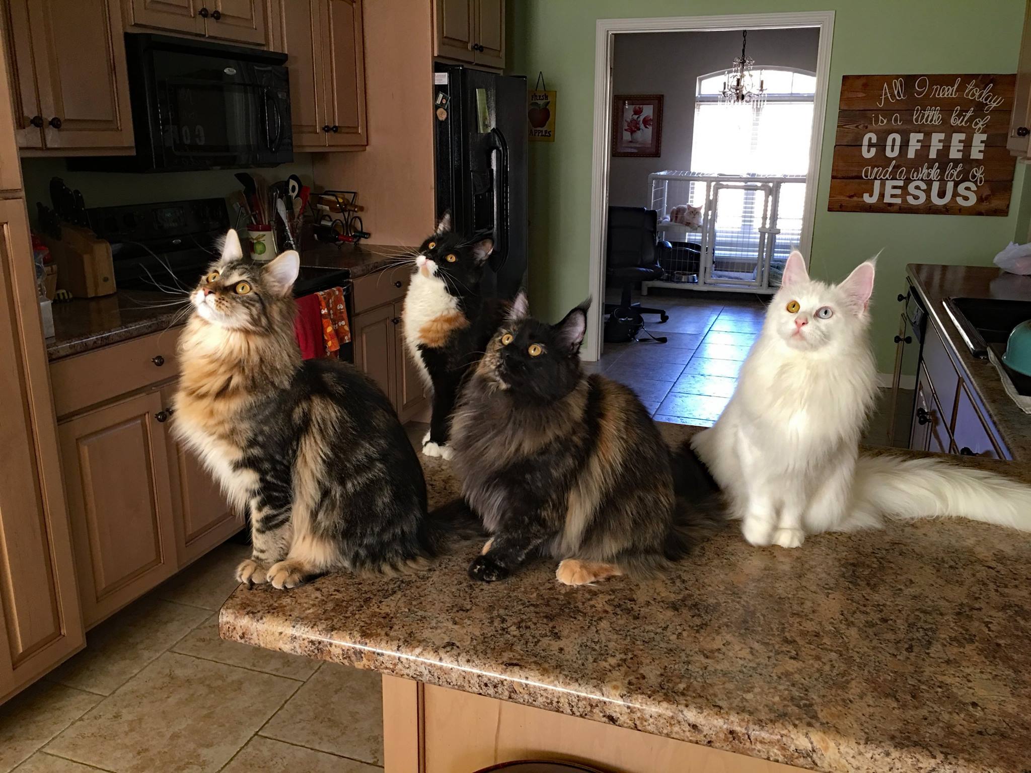 Whispurridge Cattery Maine Coon Picture