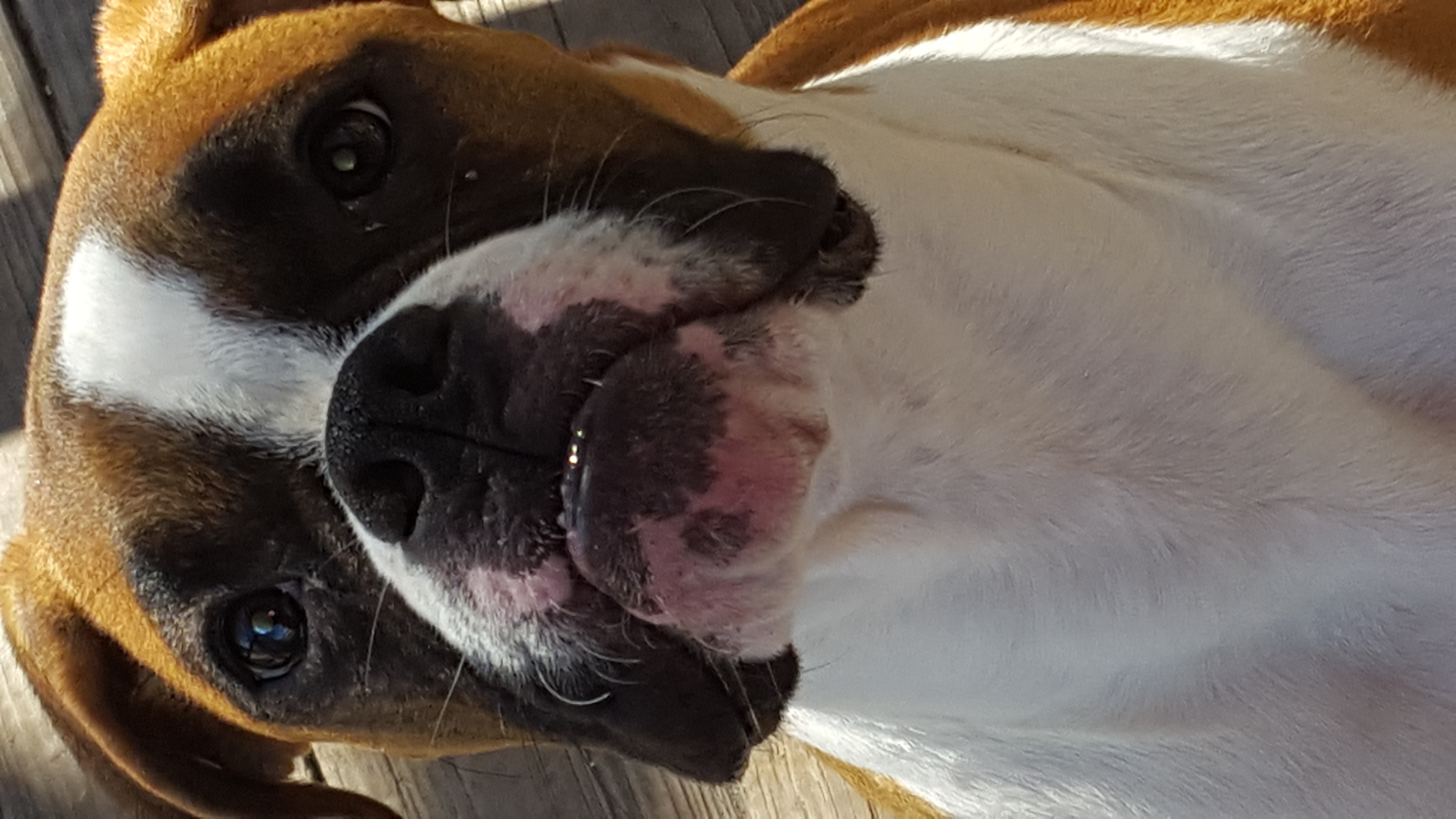 Boxer Picture