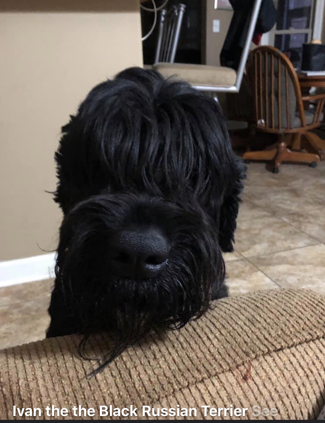 Black Russian Terrier Picture