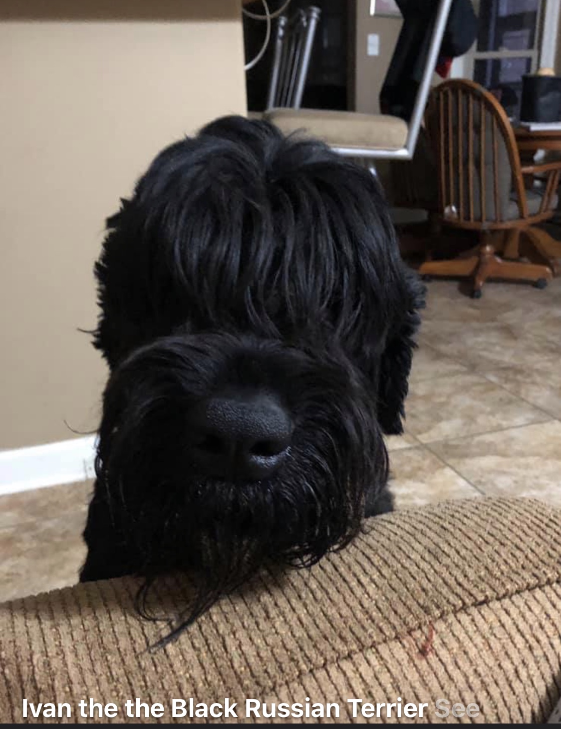 My Special BRTs Black Russian Terrier Picture