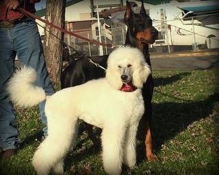 French Standard Poodles Poodle (Standard) Picture