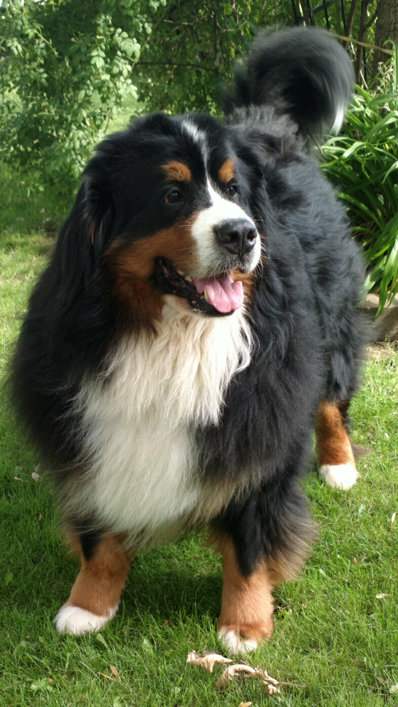 Devon\'s Berners Bernese Mountain Dog Picture