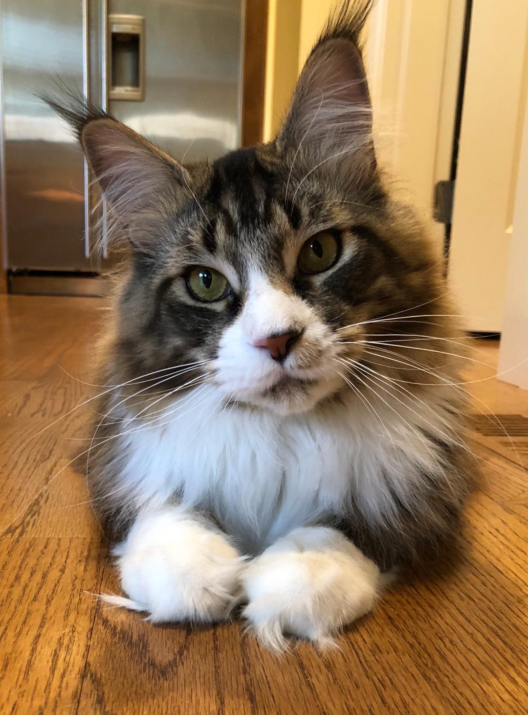 Mountain Fork Maine Coon Picture