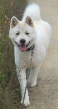 Akita Picture