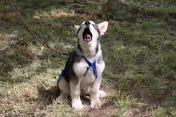 Ghost Dance Alaskan Malamutes Alaskan Malamute Picture