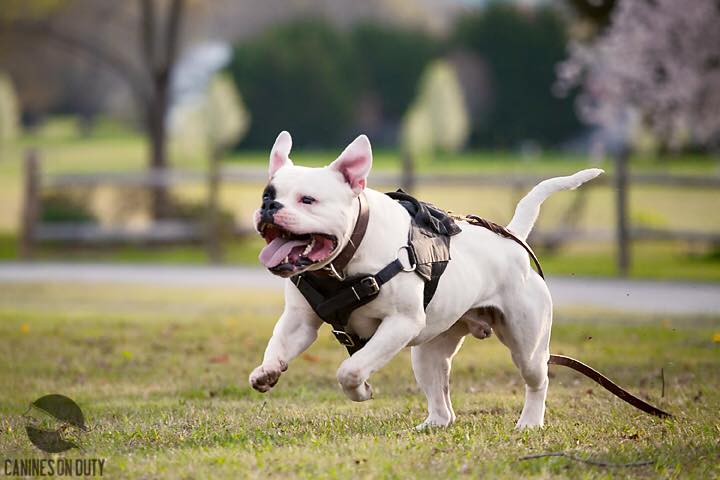 American Bulldog Picture