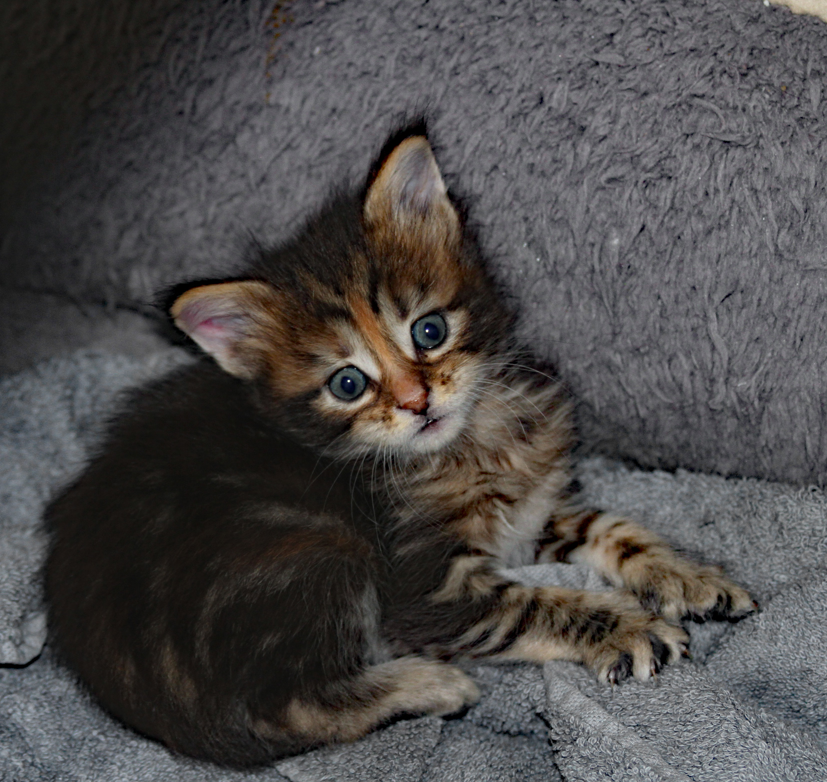 Whispurridge Cattery Maine Coon Picture