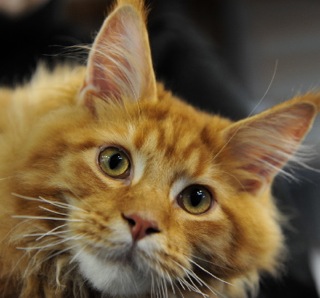 Amerikoons Maine Coons Maine Coon Picture