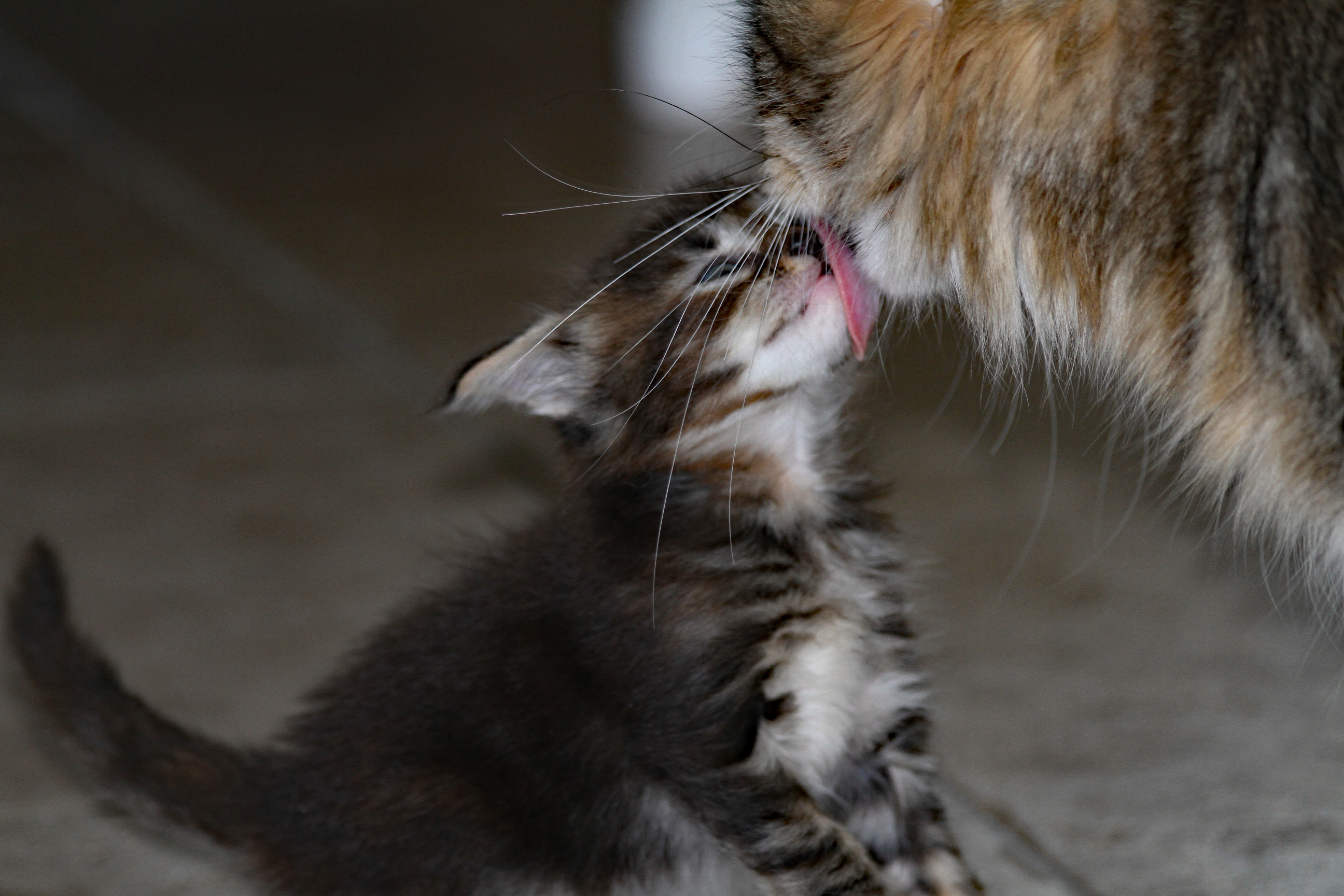 Maine Coon Picture