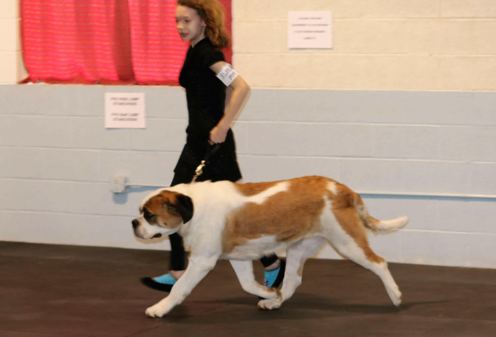 St. Bernard (Saint Bernard) Picture