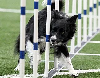 Border Collie Picture