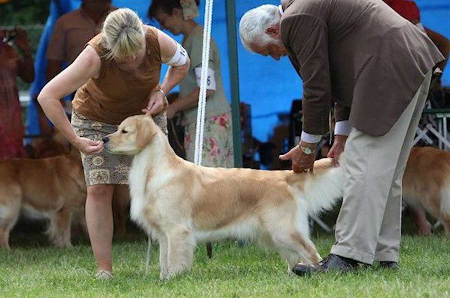 Royal River Retrievers Golden Retriever Picture