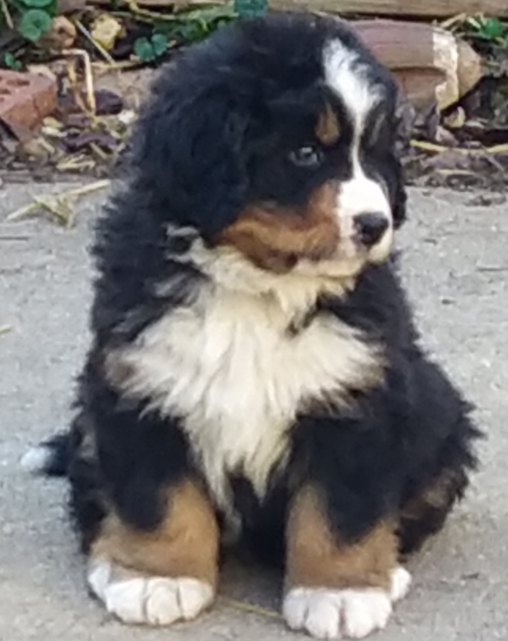 Bernese Mountain Dog Picture