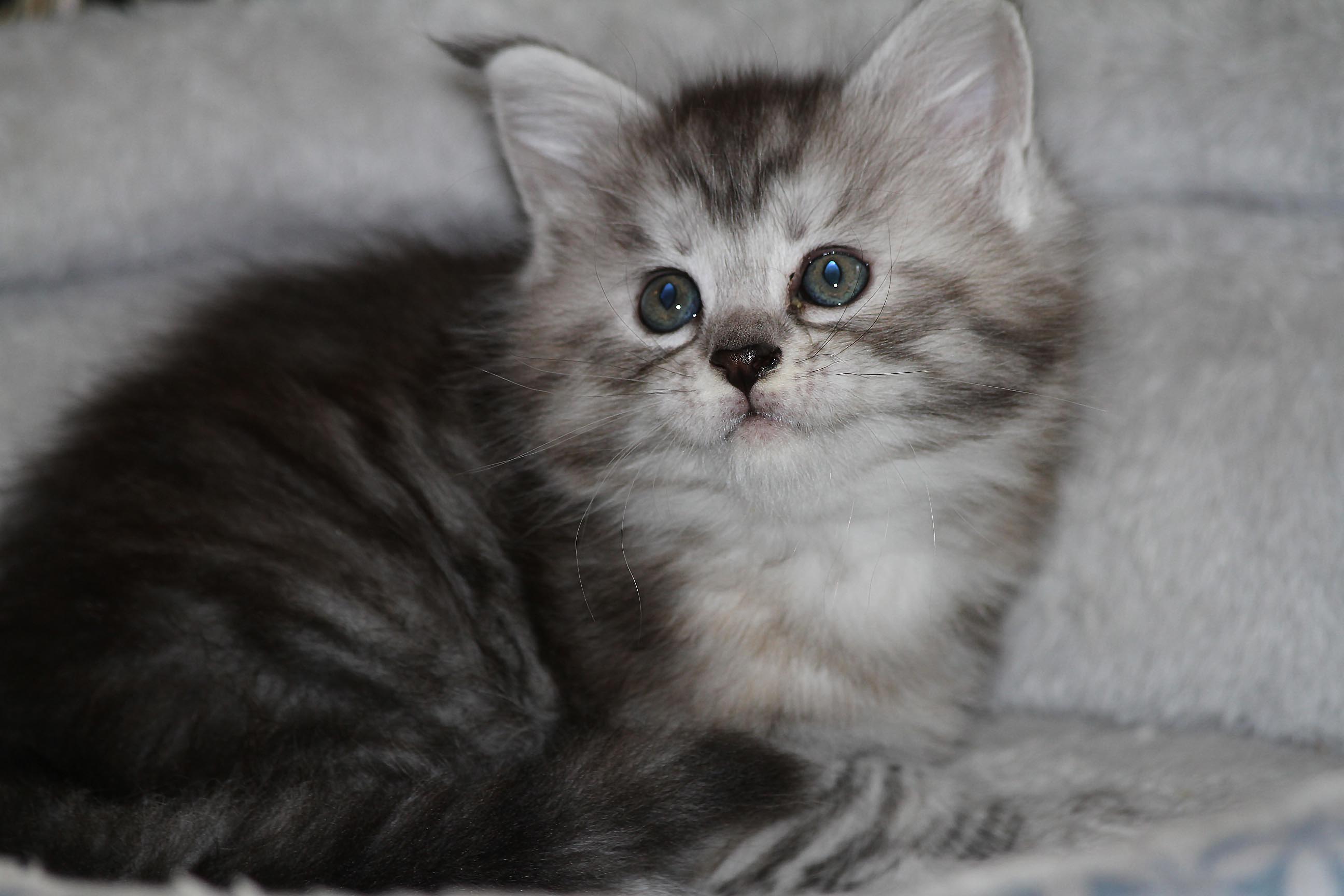 Whispurridge Cattery Maine Coon Picture