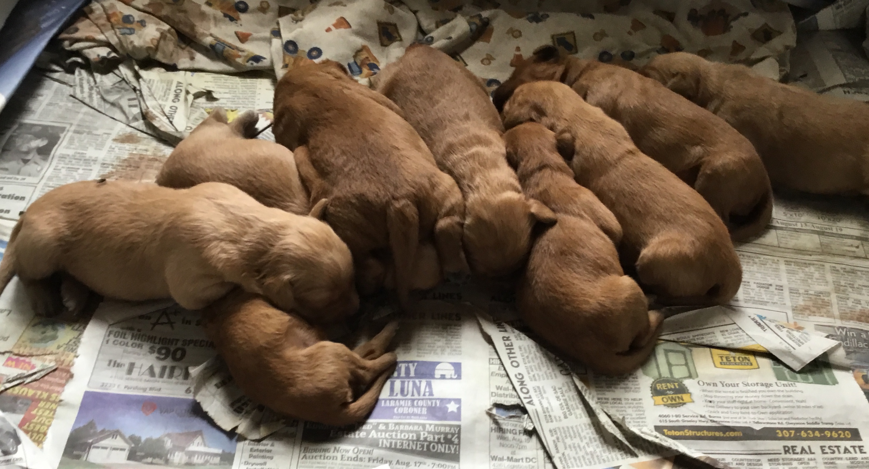 Loose Ends Place Kennel Golden Retriever Picture