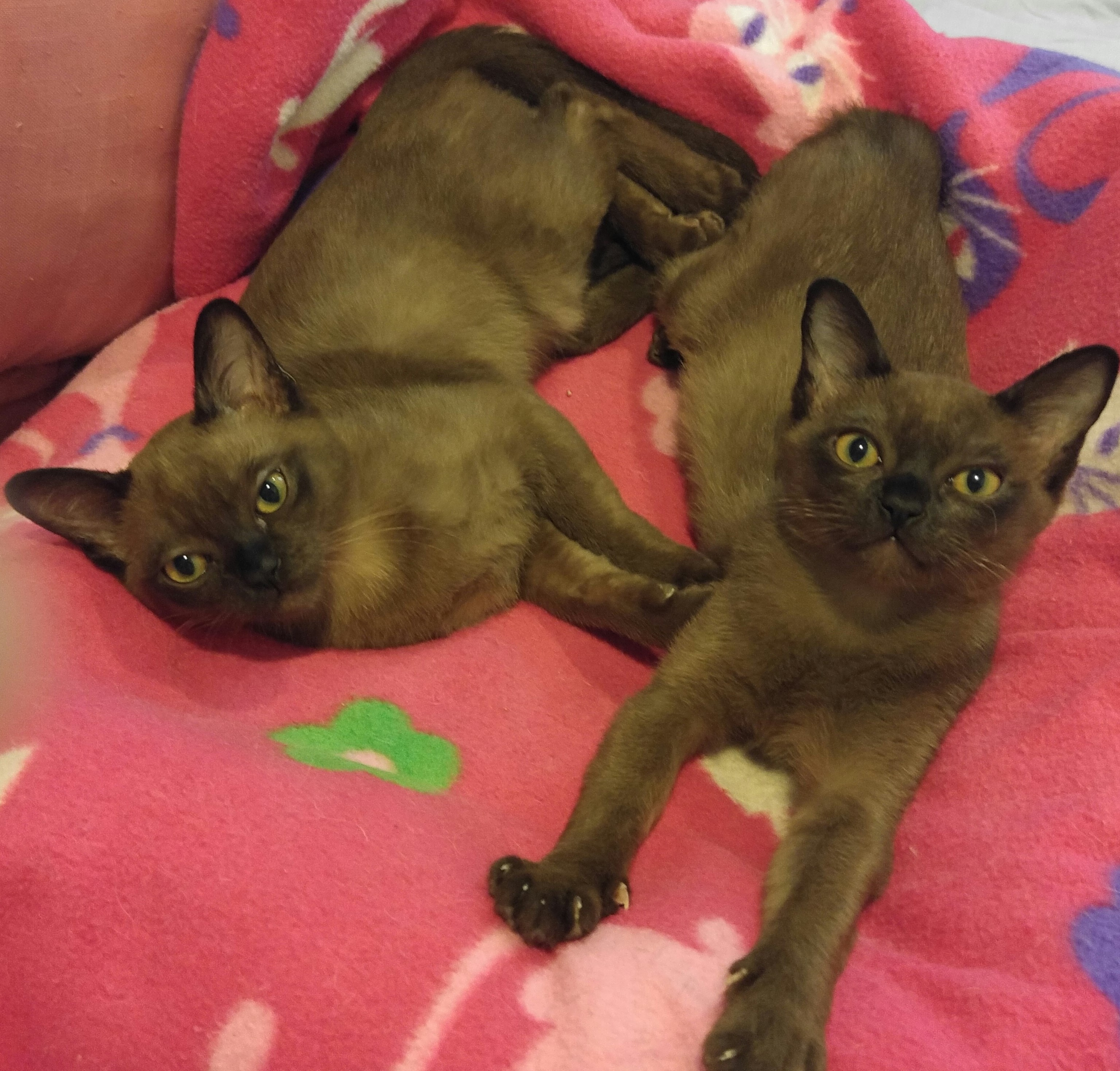 Rainbow Burmese Cattery Burmese Picture