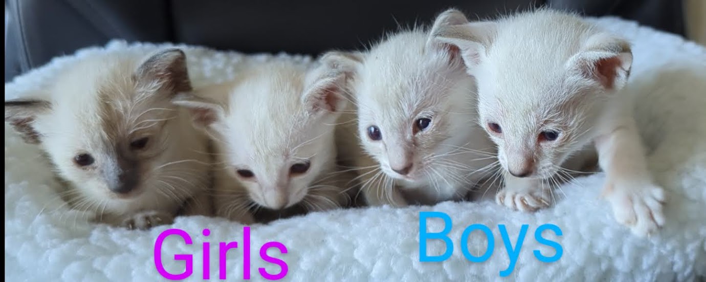 Sweet Siamese Siamese Picture