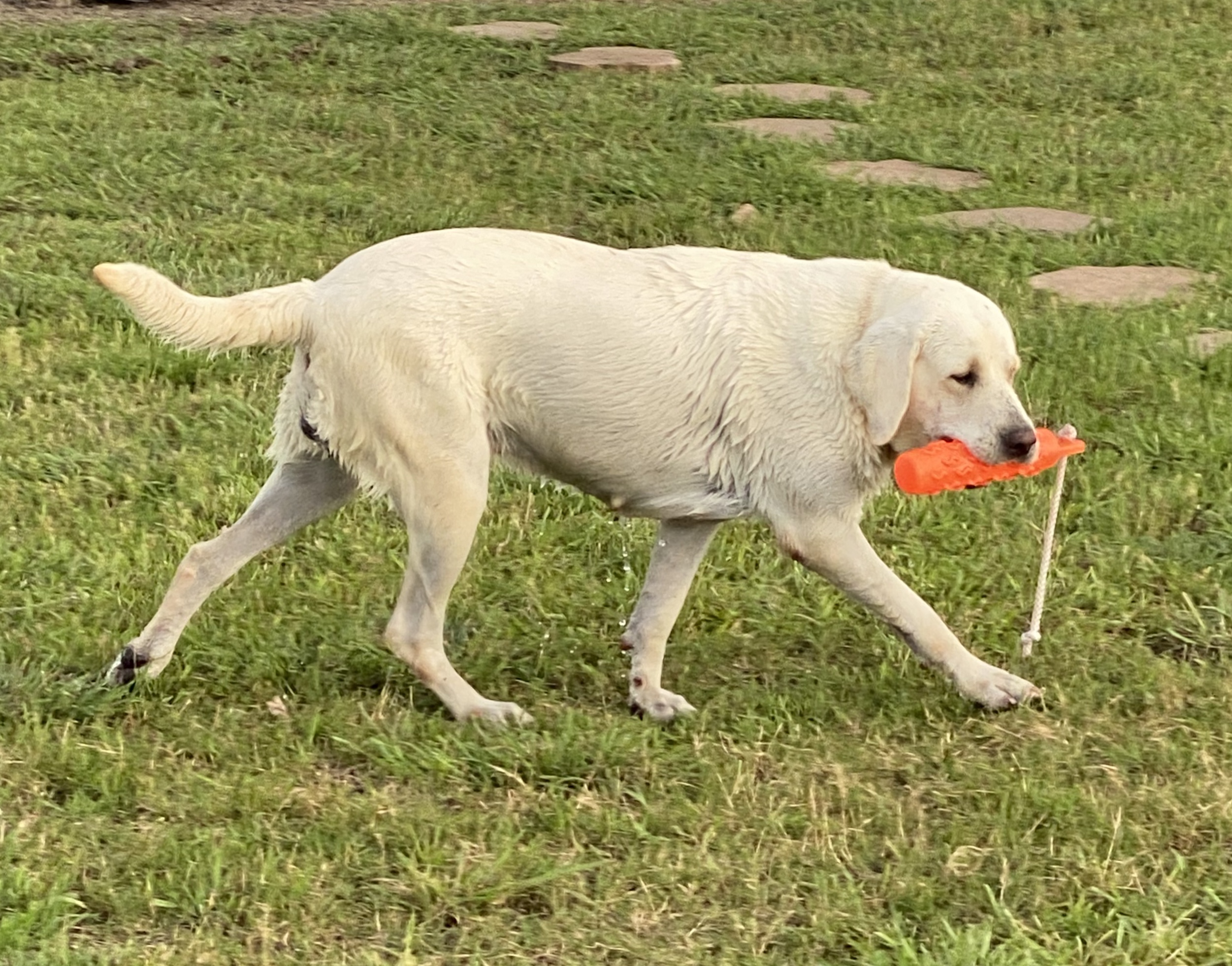 Martin Labradors of Houston Labrador Retriever Picture