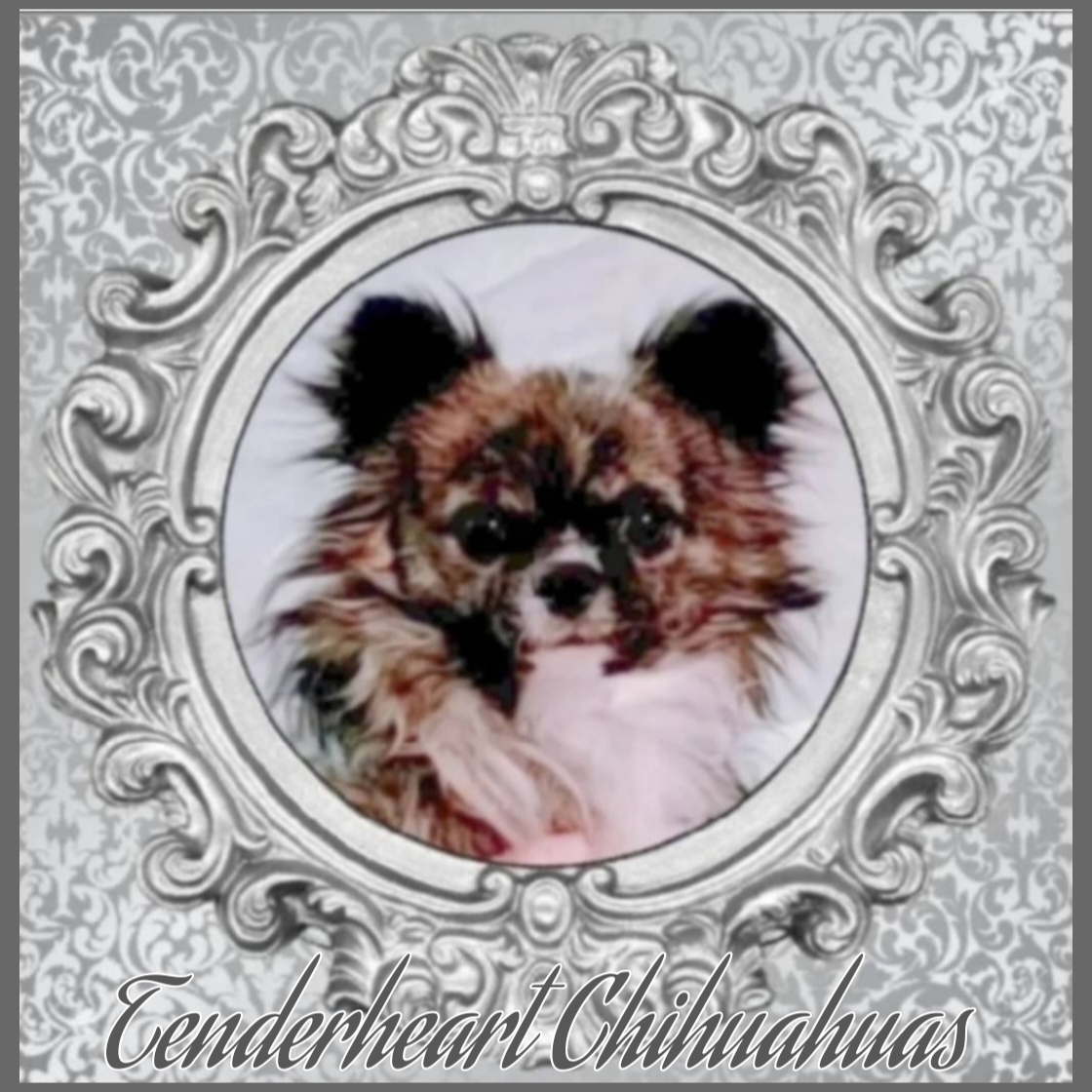 Tenderheart Chihuahuas Chihuahua Picture