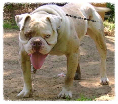 Moodagrass Kennels Alapaha Blue Blood Bulldog Picture