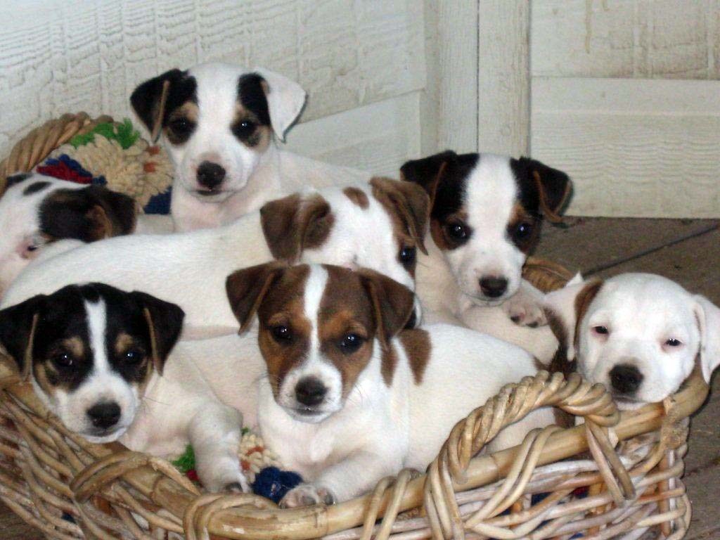 Jack Russell Terrier Picture