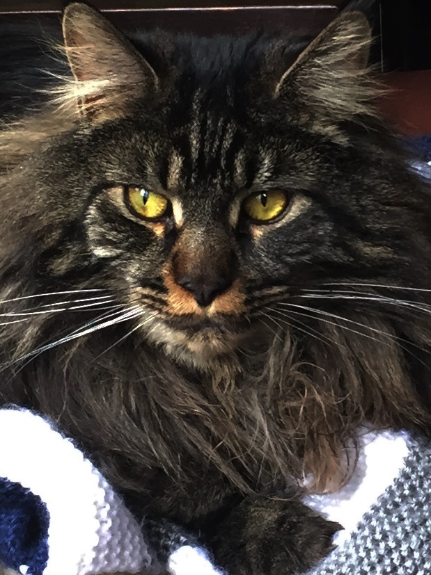 Maine Coon Picture