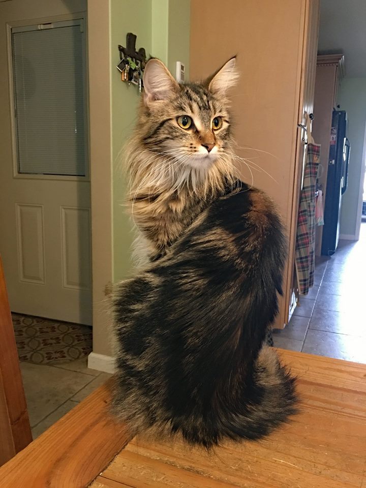 Whispurridge Cattery Maine Coon Picture