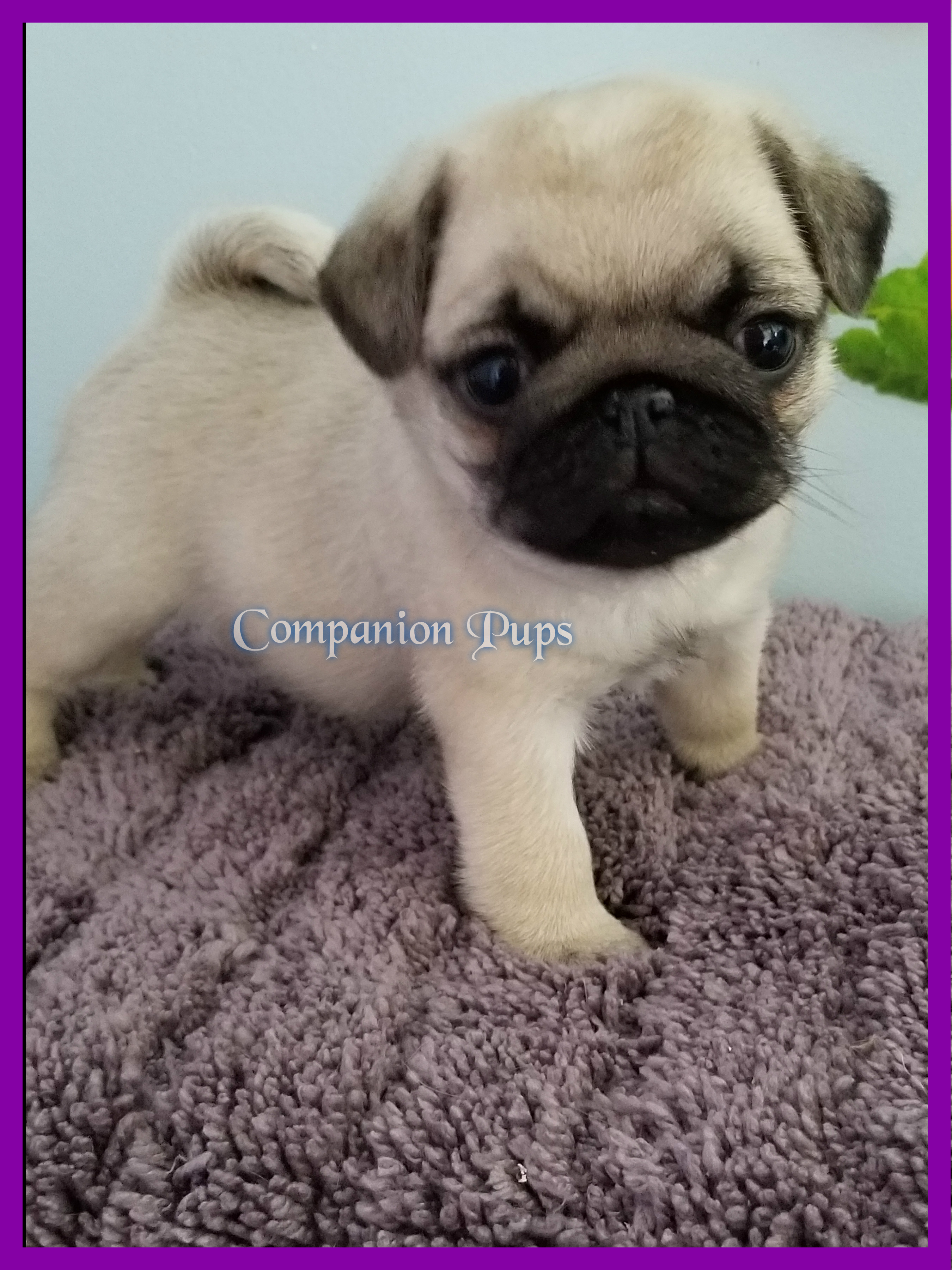 Companion Pups Pug Picture