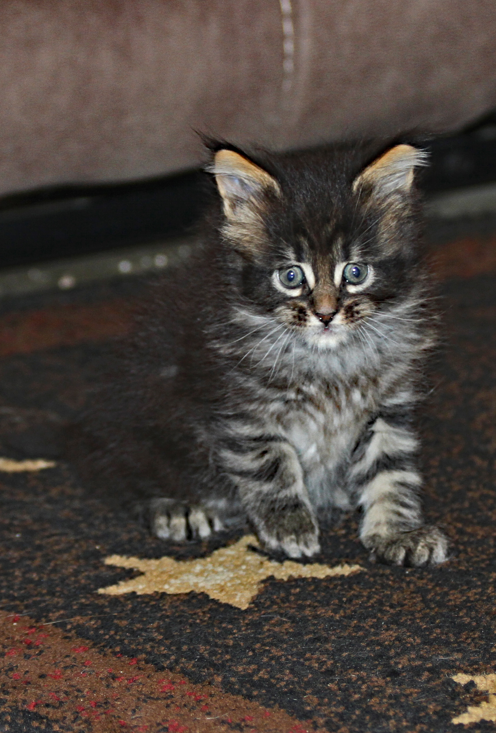 Maine Coon Picture