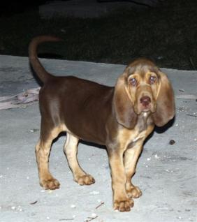 Bloodhound Picture