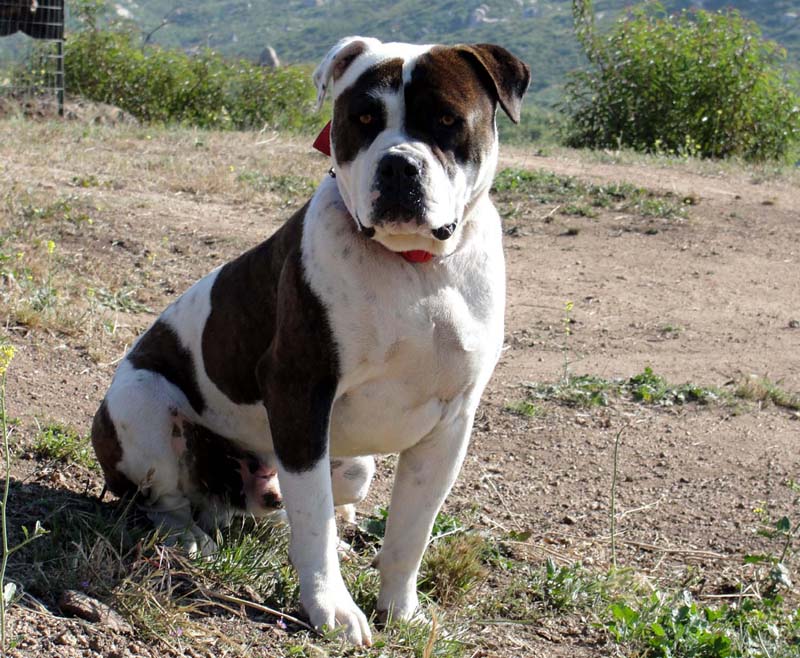 Alapaha Blue Blood Bulldog Picture