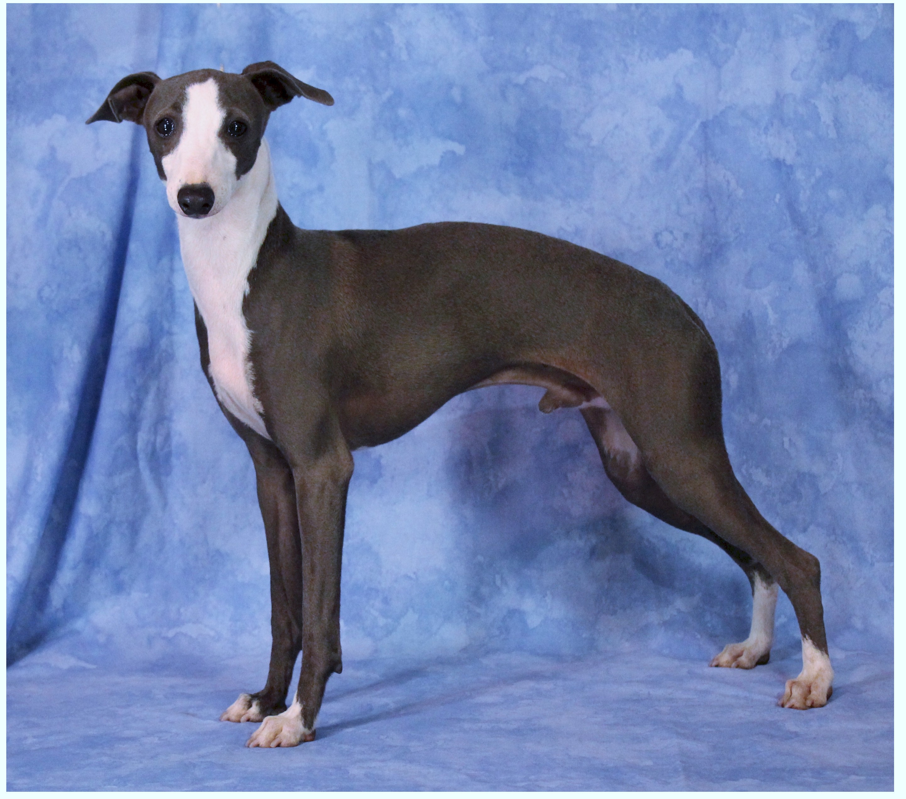 Italian Greyhound Picture