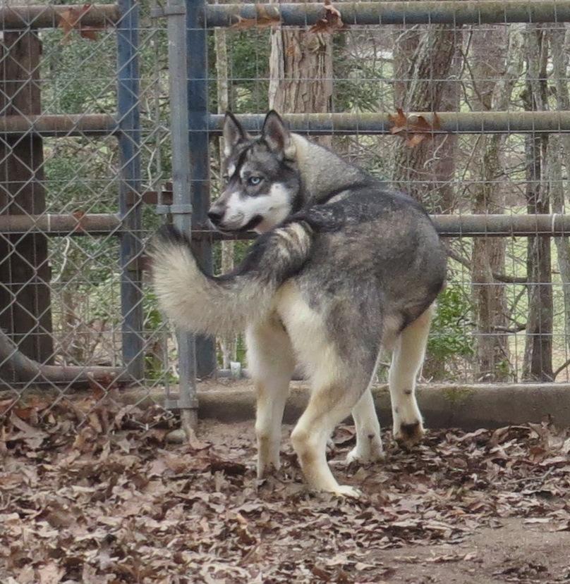 Siberian Husky Picture