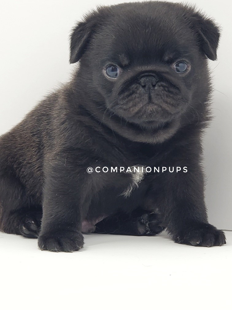 Companion Pups Pug Picture