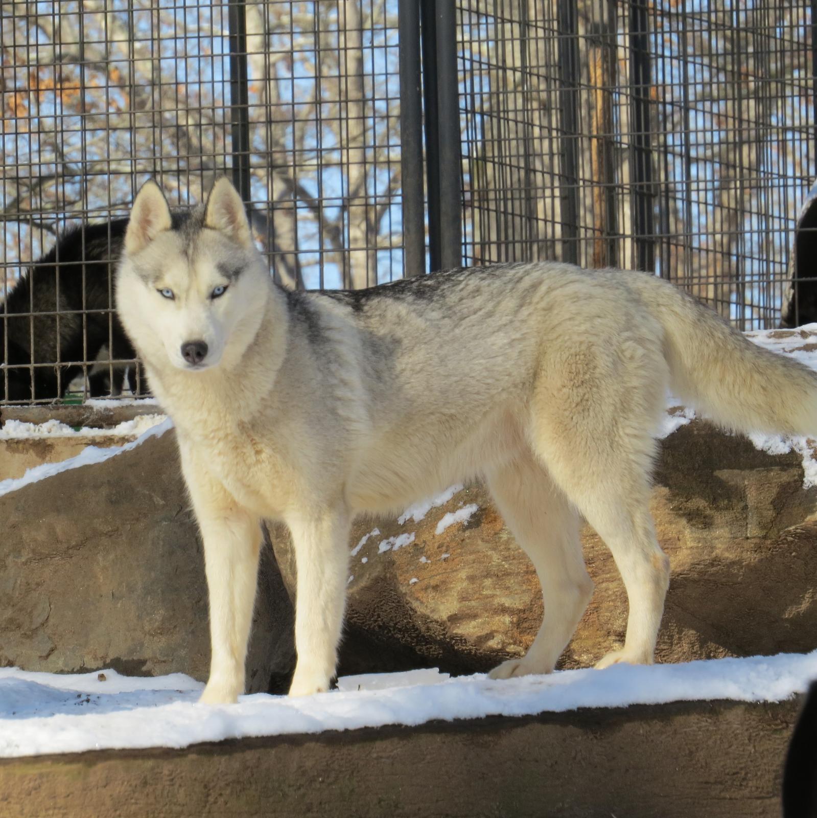 Siberian Husky Picture