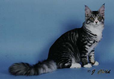 Maine Coon Picture