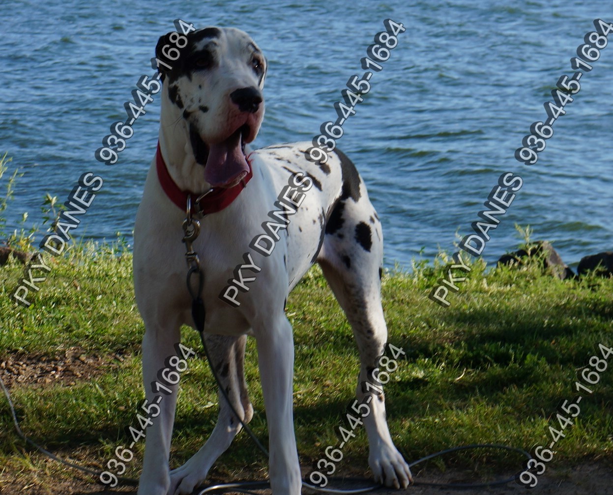 Great Dane Picture