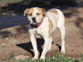 Alapaha Connection Kennels Alapaha Blue Blood Bulldog Picture