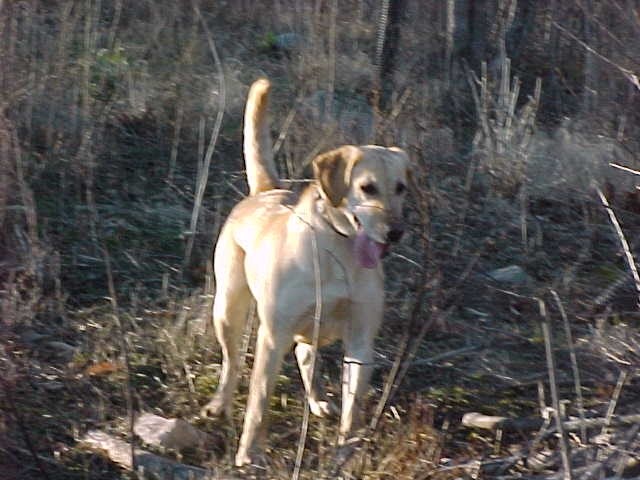 MOONLIGHTER LABRADORS Labrador Retriever Picture