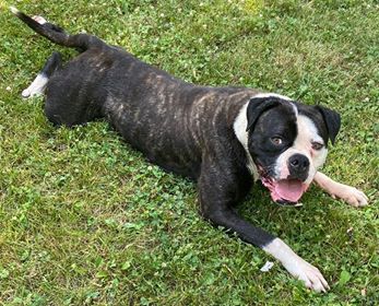 Rosebull Kennel American Bulldogs American Bulldog Picture