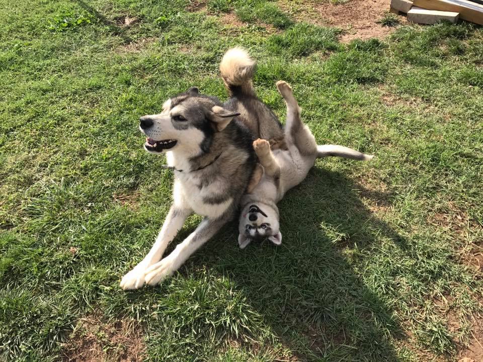 Alaskan Malamute Picture